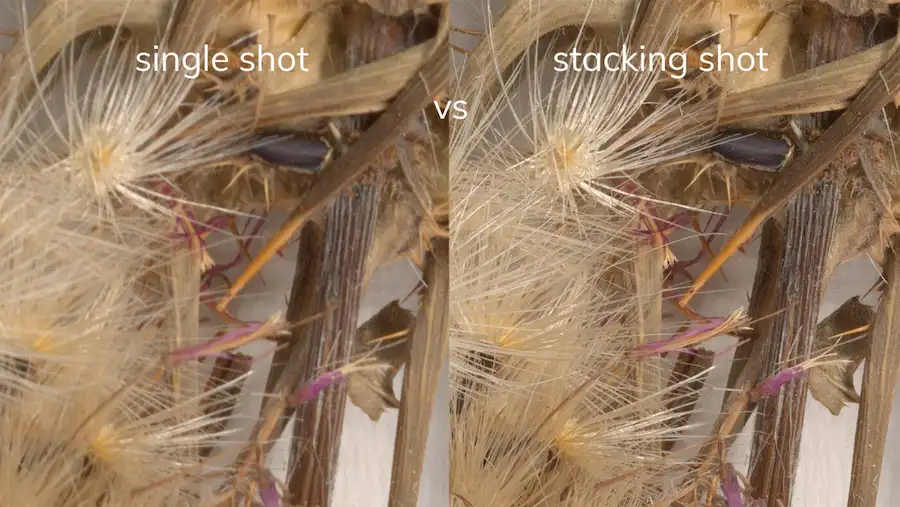 Công nghệ xếp chồng tiêu điểm (Focus stacking) – bí quyết cho hình ảnh siêu nét